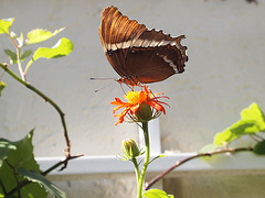 Butterfly World