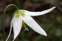 Erythronium oregonum