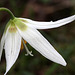 Erythronium oregonum