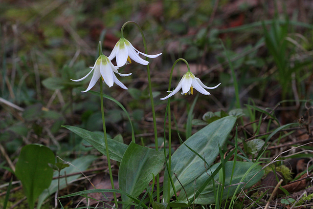 Oregon Fawn Lilies in situ