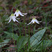 Oregon Fawn Lilies in situ