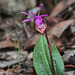 Western Fairy Slipper in situ