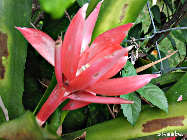 Bug eaten, but still red...