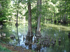 Bayou mississippien