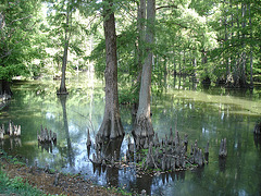 Bayou mississippien