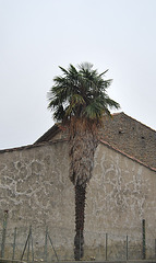 Palmier de Leuc