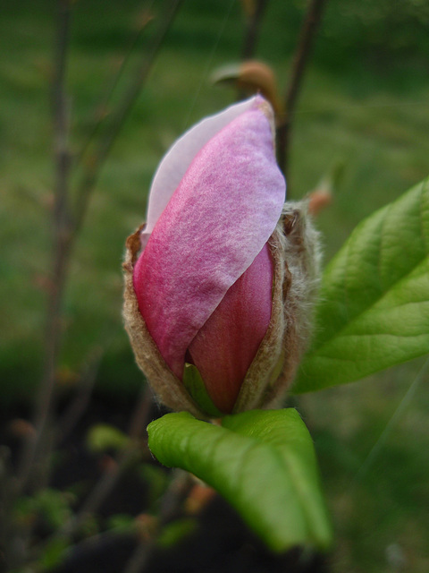 magnolia loebneri 'leonard messel' P4130113