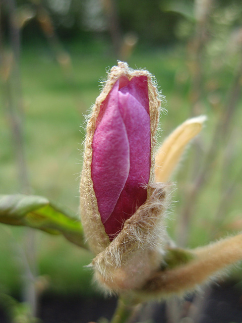 magnolia loebneri 'leonard messel' P4130114