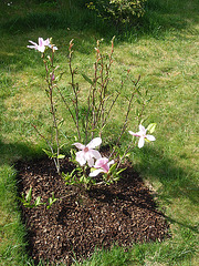 magnolia loebneri 'leonard messel' P4190147