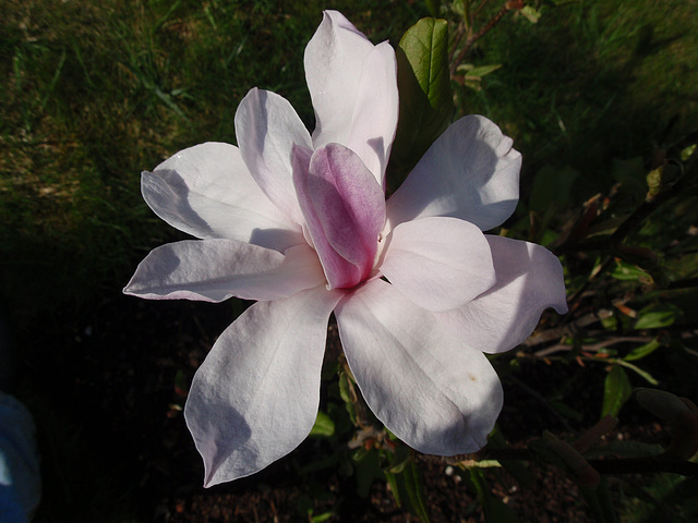 magnolia loebneri 'leonard messel' P4190149