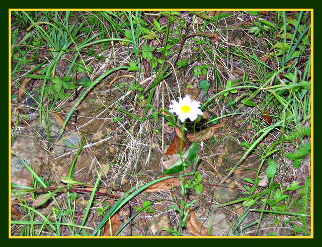 Lone flower on mountain trail