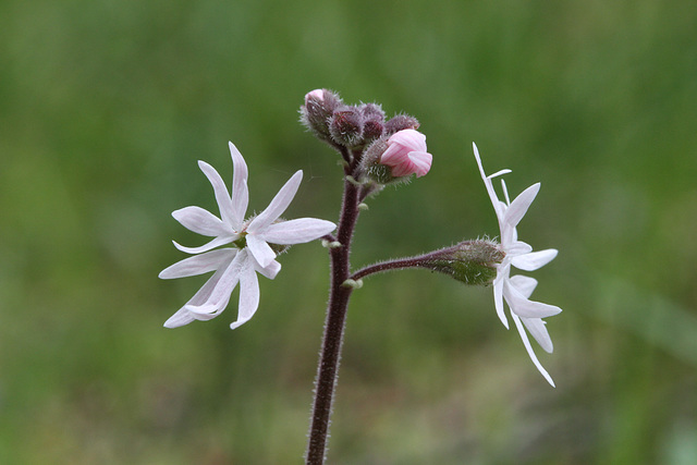 Prairie Star