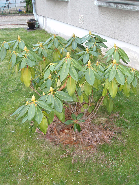 rhododendron P4080486