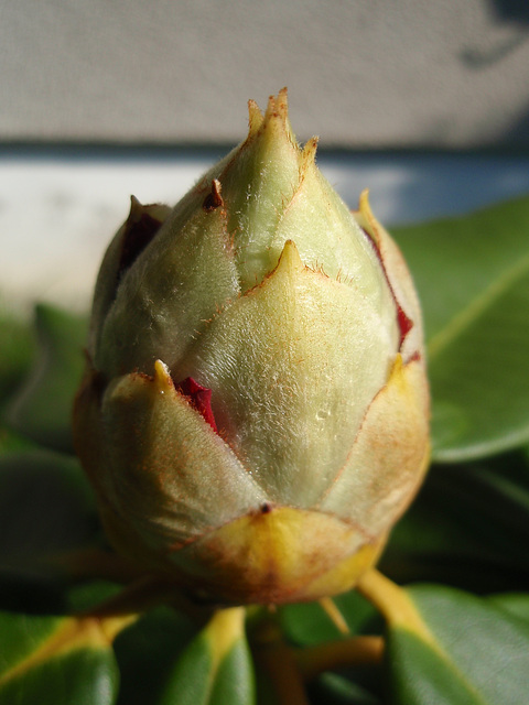 rhododendron P4190156