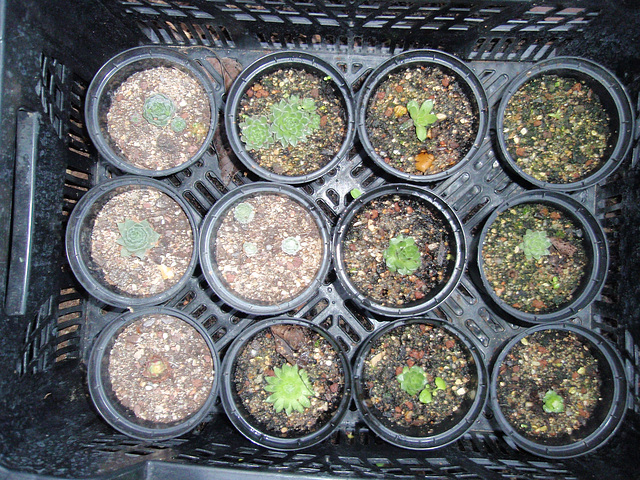 sempervivum P1270416