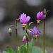 Few-flowered Shooting Stars