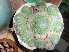 sempervivum P1270430