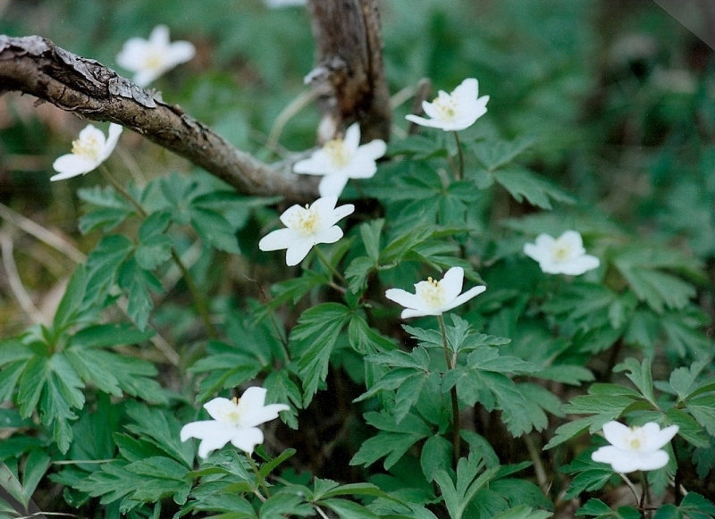 Anemone