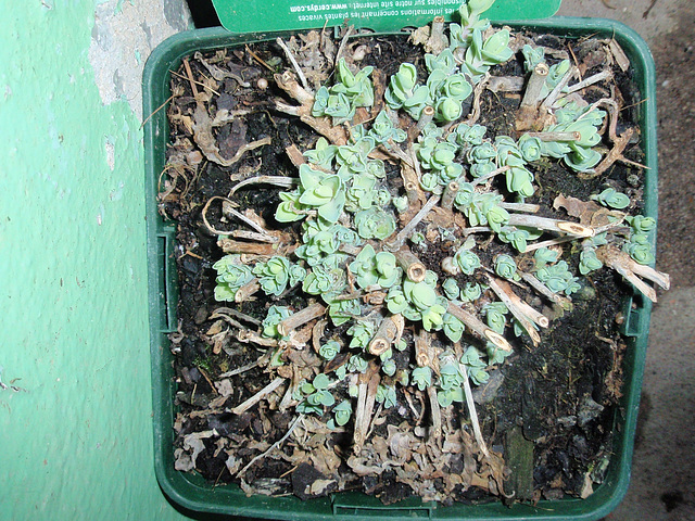 sédum 'carl' P1270428