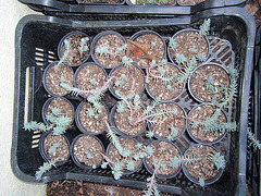 sédum réflexum P1270418