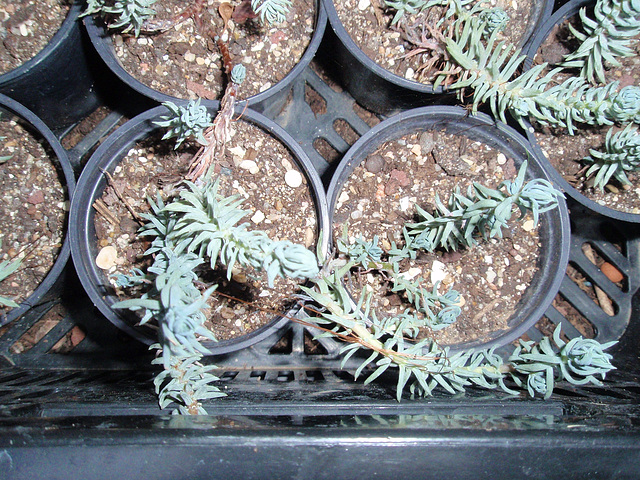 sédum réflexum P1270427