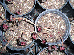 sédum spurium P1270426