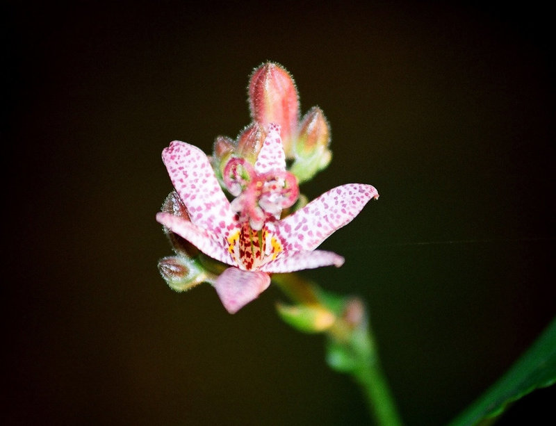 Tricyrtis