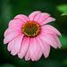 Echinacea purpurea