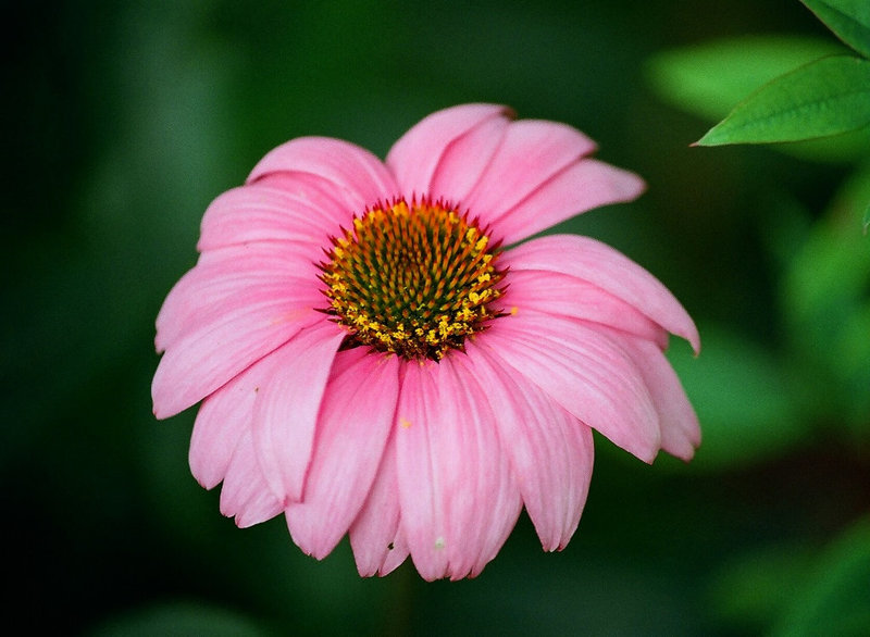 Echinacea purpurea