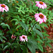 Echinacea  pourpre