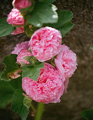 Rose trémière (4)