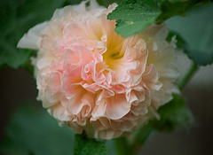 Althaea rosea -Rose trémière