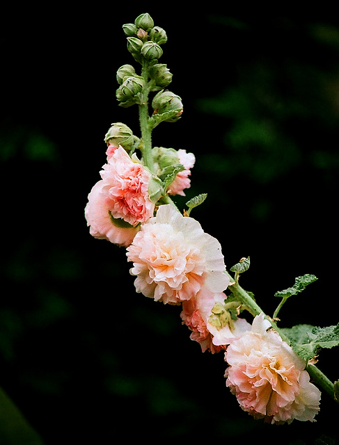 Althaea rosea -Rose trémière