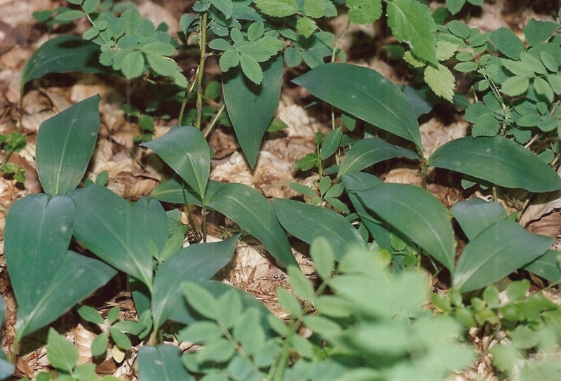 Muguet- convallaria maialis