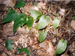 Maienthemum bifolia