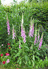 Fingerhut (Digitalis purpurea)