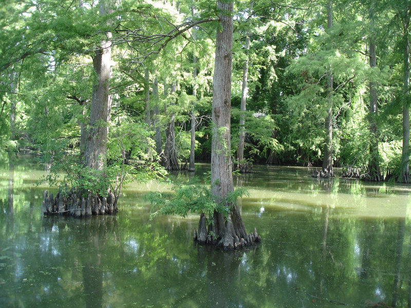 Bayou / Indianola, Mississippi. USA - 9 Juillet 2010