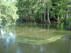 Bayou / Indianola, Mississippi. USA - 9 Juillet 2010