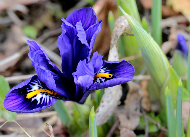 Iris reticulata