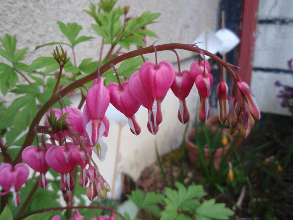 dicentra spectabilis P4080475