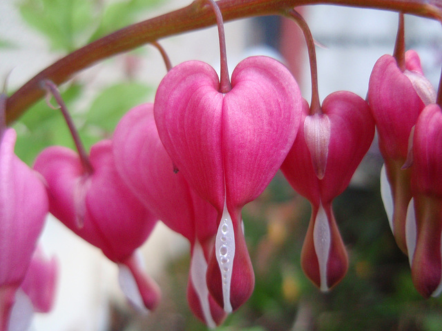 dicentra spectabilis P4080476