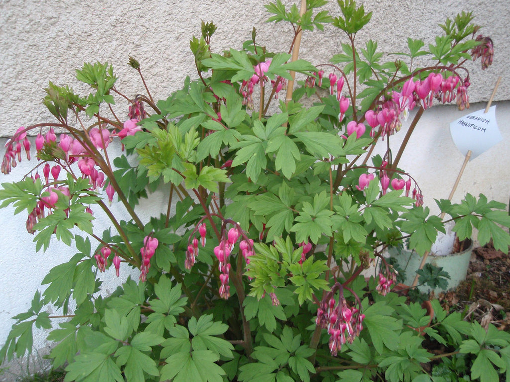 dicentra spectabilis P4080477