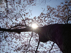 Cherry 040