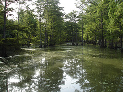 Bayou / Indianola, Mississippi. USA - 9 Juillet 2010