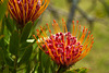 Waratahs