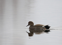 Canard chipeau