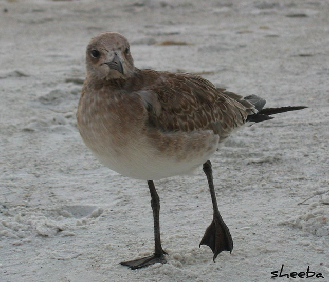 Posing at AnnaMaria