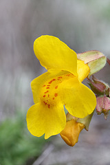 Seep-spring Monkeyflower