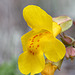 Seep-spring Monkeyflower