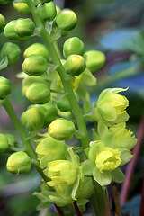 Dwarf Oregon Grape